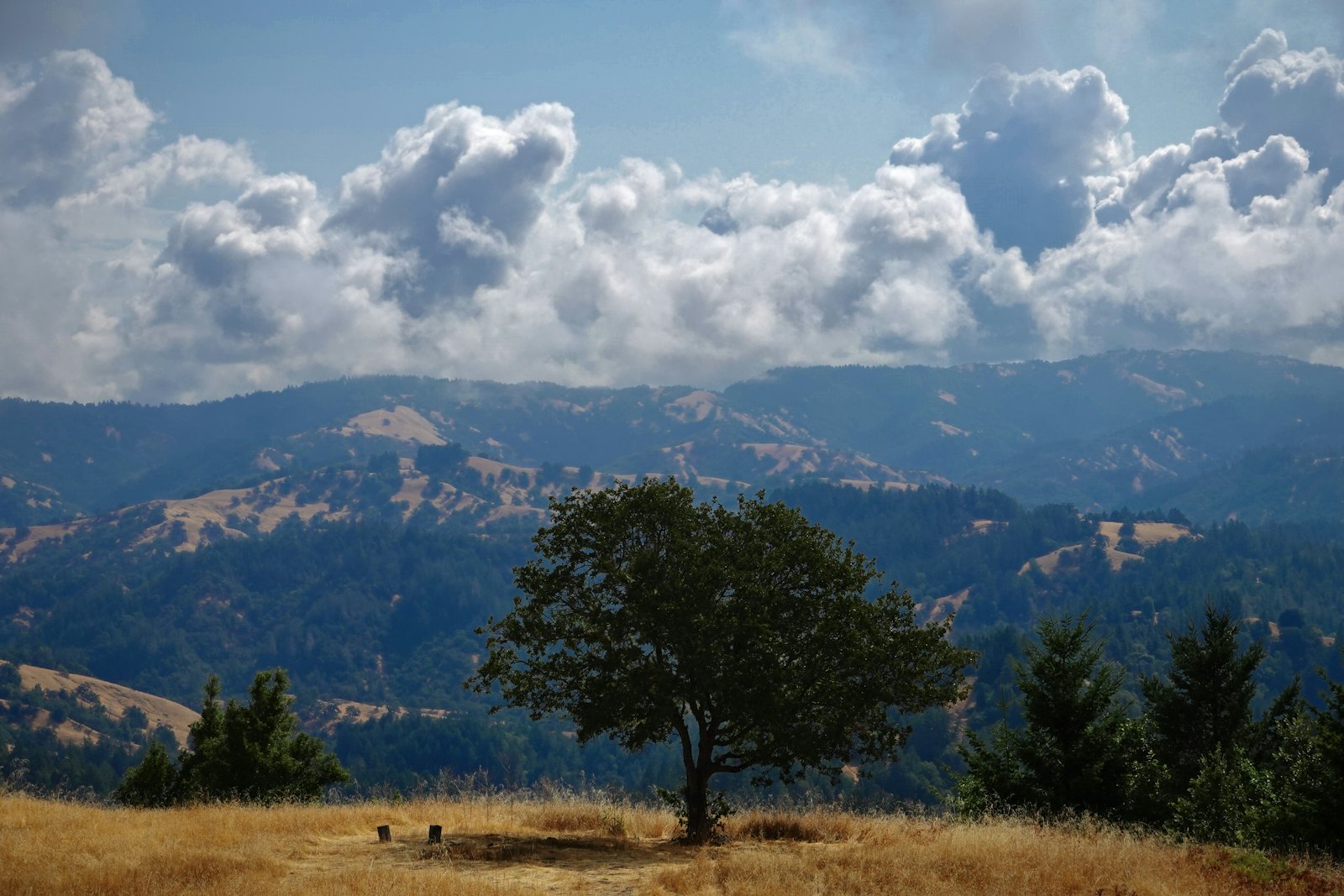 A lone oak on a ridge in the coast range